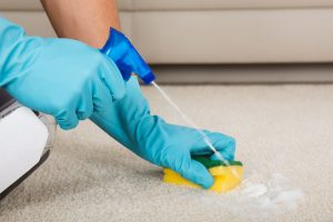 Carpet cleaning using solutions and sponge.