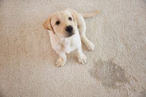 A dog sitting on a wet carpet spot