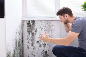 Mould and Mildew Cleaning