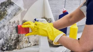 Mould and Mildew Cleaning