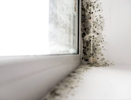 Winter Mould in Sydney? Here’s Why You Need an Expert