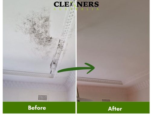 How Much Does Natural Mould Removal Cost in Sydney?